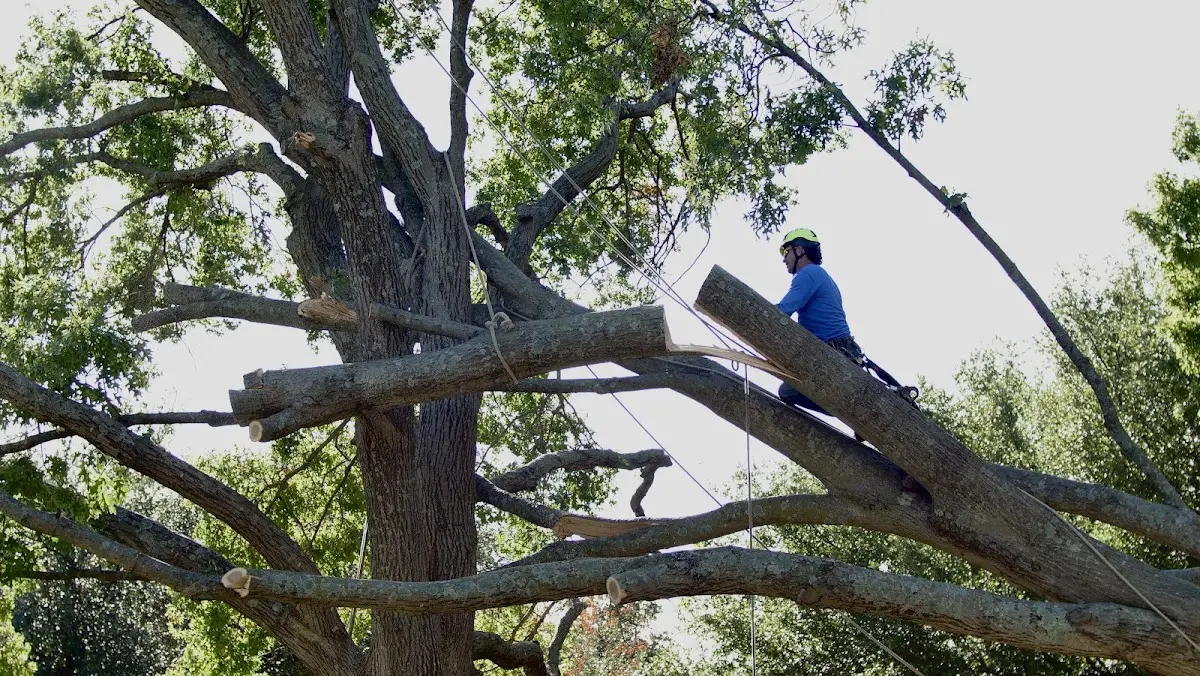 Professional Crown Thinning performed by certified arborists in Bucyrus